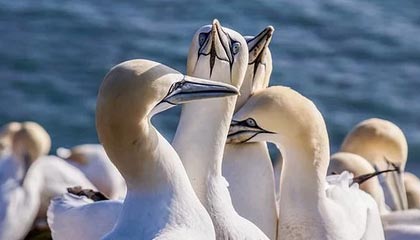 米兰体育官方网站APP下载-欧洲足坛转会新风向：超级巨星纷纷加盟豪门，欧洲足坛转会汇总